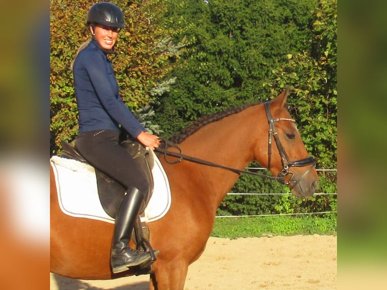 Plus de poneys/petits chevaux Jument 5 Ans 145 cm Bai in Velpke