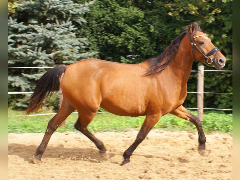 Plus de poneys/petits chevaux Jument 5 Ans 145 cm Bai in Velpke