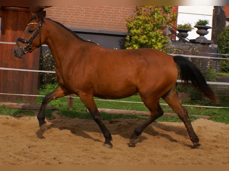 Plus de poneys/petits chevaux Jument 5 Ans 145 cm Bai in Velpke