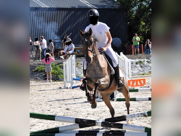 Plus de poneys/petits chevaux Jument 5 Ans 148 cm Léopard in Daleiden