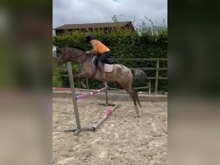 Plus de poneys/petits chevaux Jument 5 Ans 148 cm Léopard in Daleiden