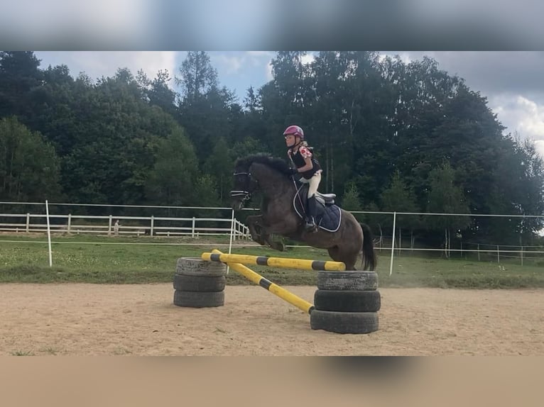 Plus de poneys/petits chevaux Jument 5 Ans Rouan Bleu in Przetoczyno