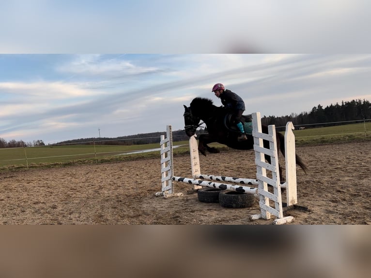 Plus de poneys/petits chevaux Jument 5 Ans Rouan Bleu in Przetoczyno