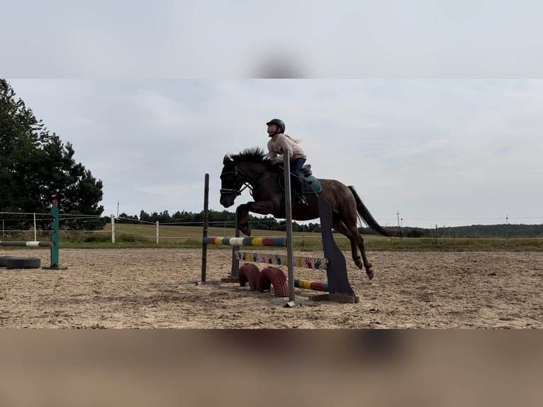 Plus de poneys/petits chevaux Jument 5 Ans Rouan Bleu in Przetoczyno