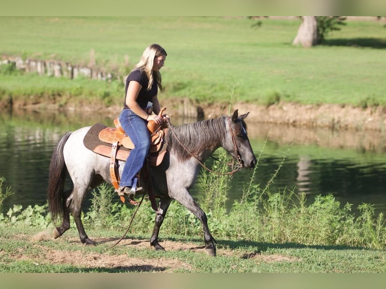 Plus de poneys/petits chevaux Jument 6 Ans 127 cm Rouan Bleu in Sallisaw, OK
