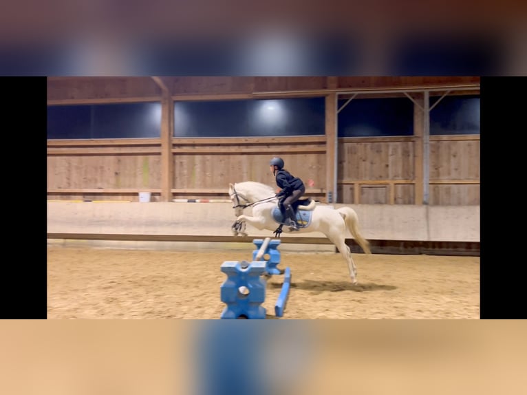 Plus de poneys/petits chevaux Jument 6 Ans 137 cm in Schlins