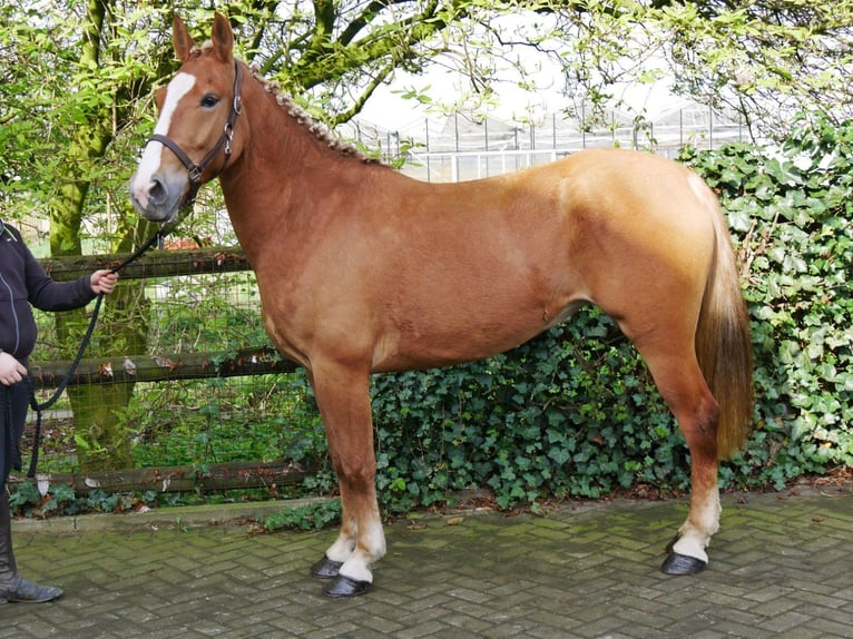 Plus de poneys/petits chevaux Jument 6 Ans 150 cm in Dorsten