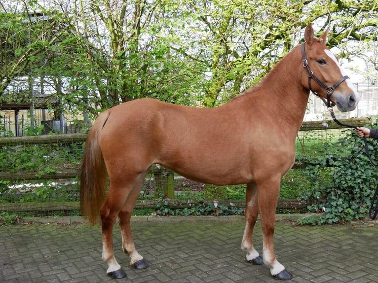 Plus de poneys/petits chevaux Jument 6 Ans 150 cm in Dorsten
