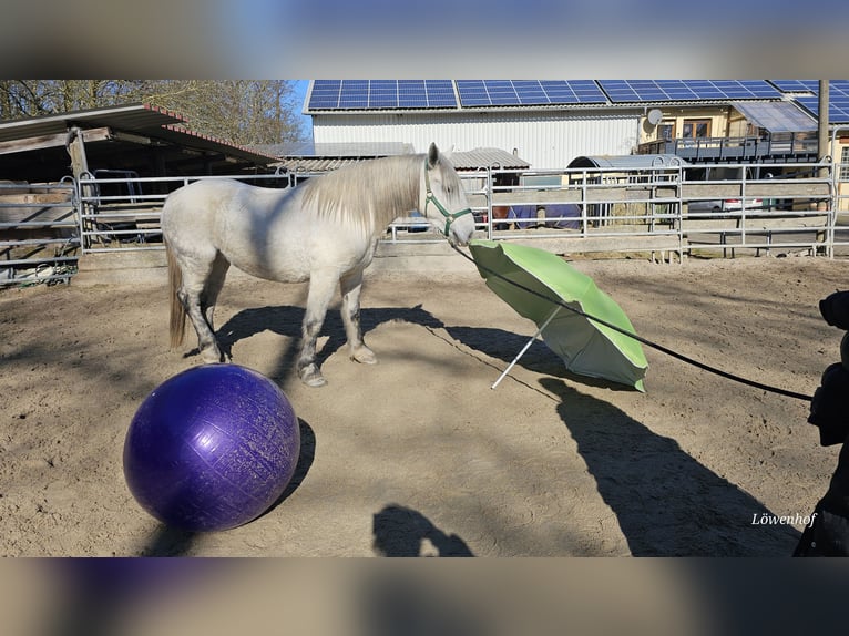 Plus de poneys/petits chevaux Jument 6 Ans 151 cm Gris pommelé in Bad Camberg