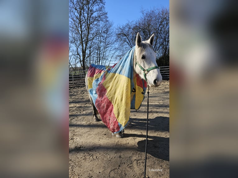 Plus de poneys/petits chevaux Jument 6 Ans 151 cm Gris pommelé in Bad Camberg