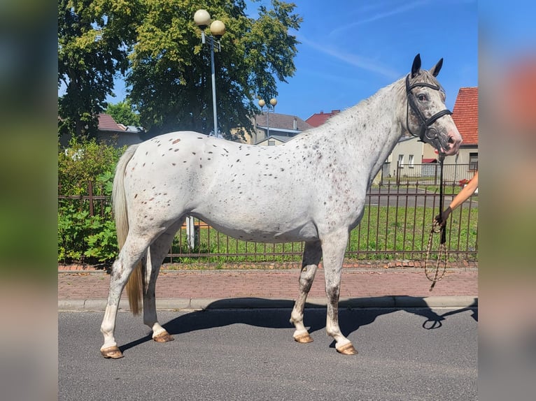 Plus de poneys/petits chevaux Jument 6 Ans 155 cm Léopard in Radziejów