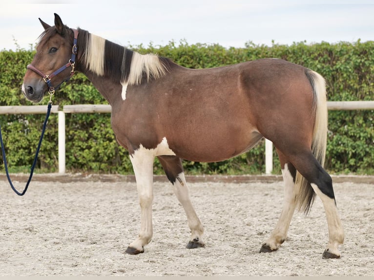 Plus de poneys/petits chevaux Jument 6 Ans 155 cm Pinto in Neustadt (Wied)