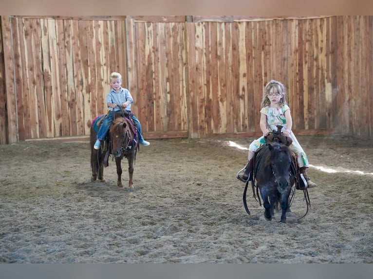 Plus de poneys/petits chevaux Jument 6 Ans 69 cm Rouan Bleu in Valley Springs, SD