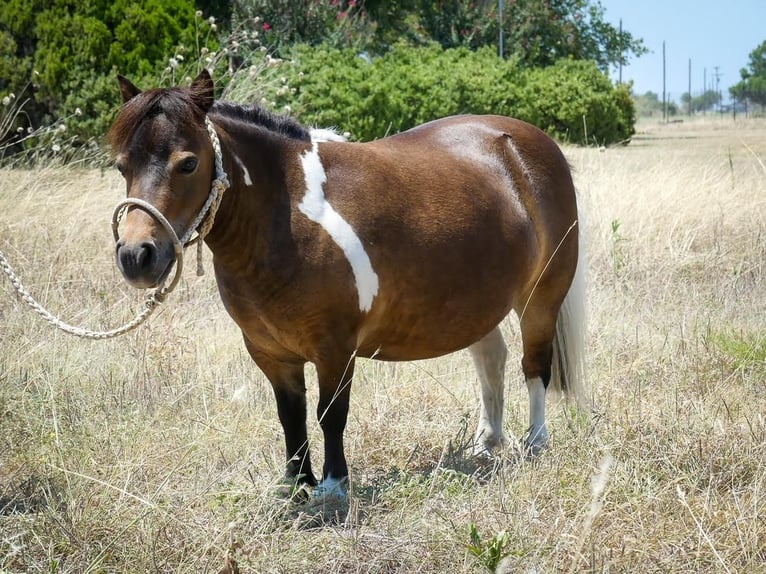 Plus de poneys/petits chevaux Jument 6 Ans 71 cm Pinto in Hillsboro