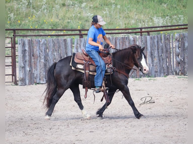 Plus de poneys/petits chevaux Jument 7 Ans 117 cm Noir in Thedford, NE