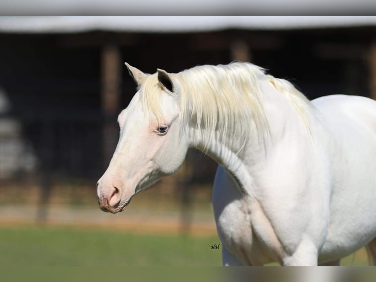 Plus de poneys/petits chevaux Jument 7 Ans 130 cm Blanc in Stephenville