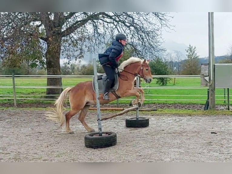 Plus de poneys/petits chevaux Jument 7 Ans 135 cm Alezan in Kirchbichl