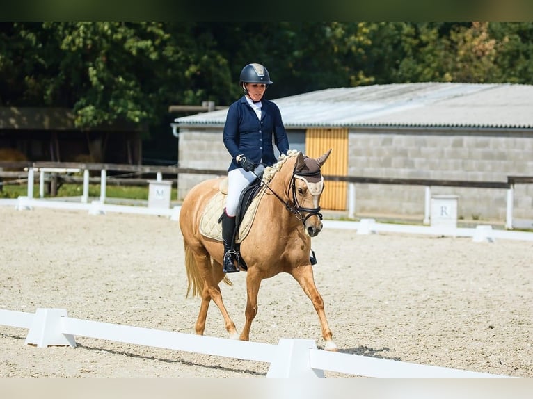 Plus de poneys/petits chevaux Jument 7 Ans 144 cm Palomino in Prag