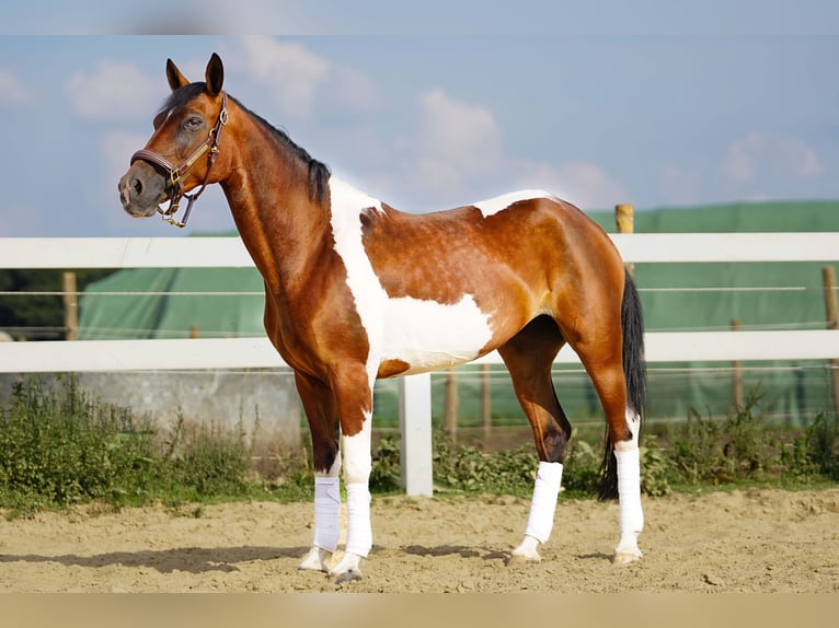 Plus de poneys/petits chevaux Croisé Jument 7 Ans 147 cm Pinto in Kessenich
