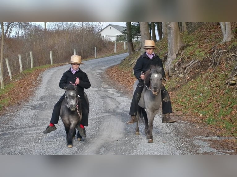 Plus de poneys/petits chevaux Jument 7 Ans 81 cm Rouan Bleu in Rebersburg, PA