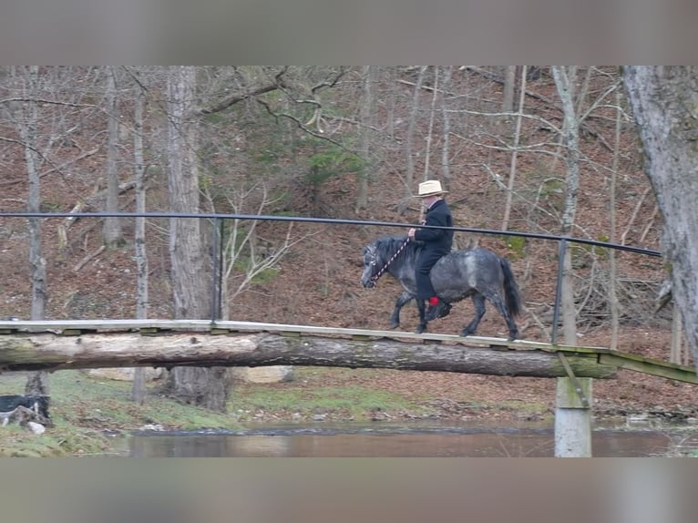 Plus de poneys/petits chevaux Jument 7 Ans 81 cm Rouan Bleu in Rebersburg, PA