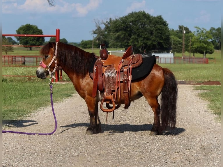 Plus de poneys/petits chevaux Jument 7 Ans 84 cm Bai cerise in Grand Saline, TX