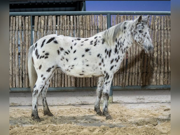 Plus de poneys/petits chevaux Jument 8 Ans 112 cm Léopard in Kaufman