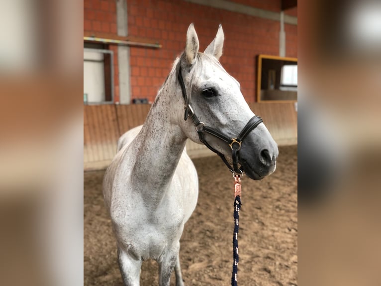 Plus de poneys/petits chevaux Jument 8 Ans 140 cm Gris pommelé in Wettenberg