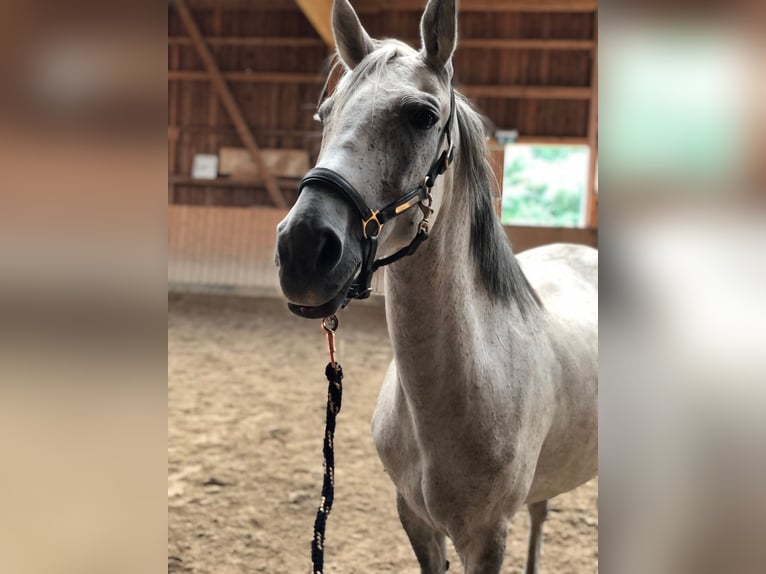 Plus de poneys/petits chevaux Jument 8 Ans 140 cm Gris pommelé in Wettenberg