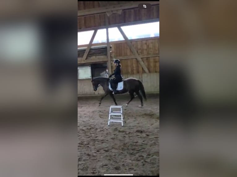 Plus de poneys/petits chevaux Croisé Jument 8 Ans 147 cm Alezan brûlé in Bad Griesbach im Rottal