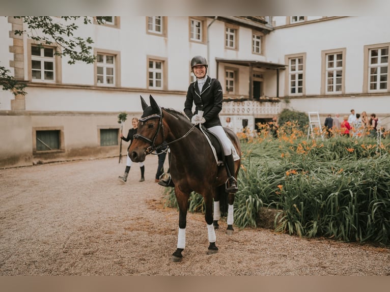 Plus de poneys/petits chevaux Jument 8 Ans 148 cm Bai in Lyhren