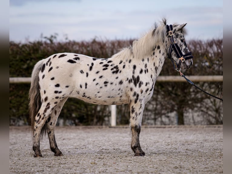 Plus de poneys/petits chevaux Jument 9 Ans 110 cm Léopard in Neustadt (Wied)