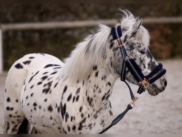 Plus de poneys/petits chevaux Jument 9 Ans 110 cm Léopard in Neustadt (Wied)