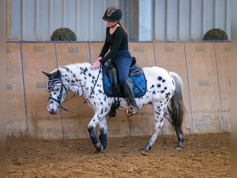 Plus de poneys/petits chevaux Jument 9 Ans 110 cm Léopard in Neustadt (Wied)