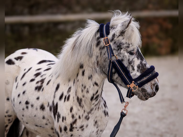 Plus de poneys/petits chevaux Jument 9 Ans 110 cm Léopard in Neustadt (Wied)