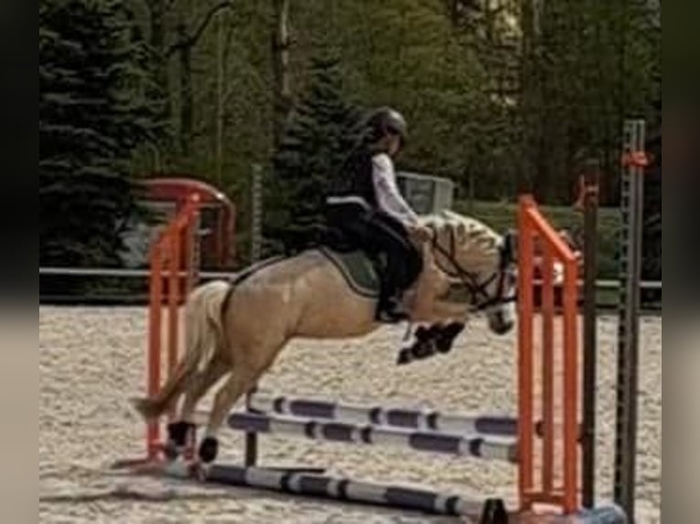 Plus de poneys/petits chevaux Jument 9 Ans 114 cm Palomino in Czech Republic