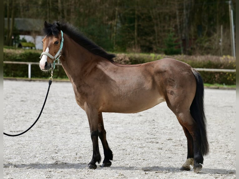 Plus de poneys/petits chevaux Jument 9 Ans 125 cm Bai in Neustadt (Wied)