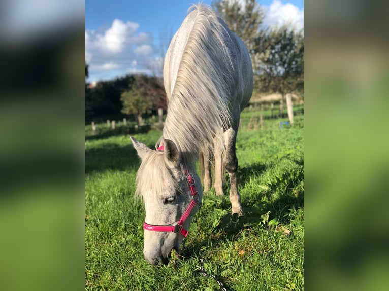 Plus de poneys/petits chevaux Jument 9 Ans 150 cm Gris moucheté in Wateringen