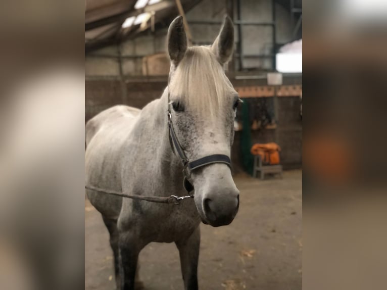 Plus de poneys/petits chevaux Jument 9 Ans 150 cm Gris moucheté in Wateringen