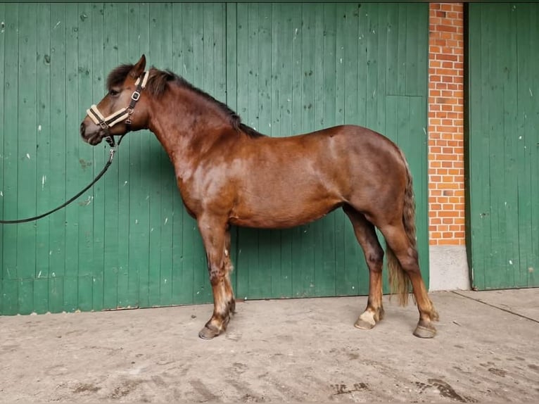 Plus de poneys/petits chevaux Croisé Jument 9 Ans 153 cm Alezan brûlé in Ebstorf