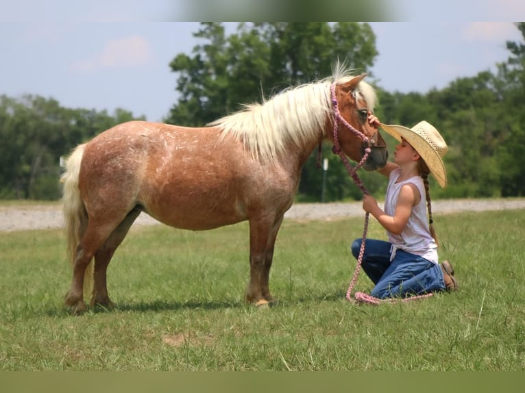 Plus de poneys/petits chevaux Jument 9 Ans 89 cm in Carthage, TX