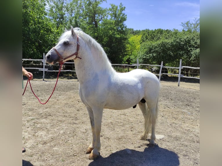 Plus de poneys/petits chevaux Croisé Étalon 11 Ans 142 cm Gris in Kecskemét