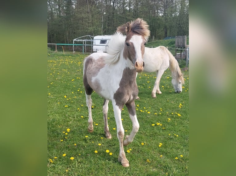 Plus de poneys/petits chevaux Étalon 1 Année 140 cm Pinto in Jürgenshagen
