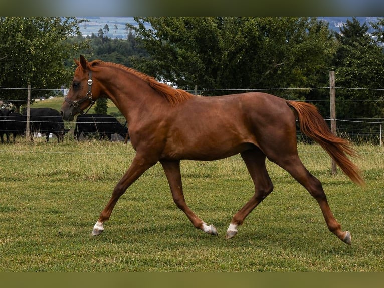 Plus de poneys/petits chevaux Étalon 1 Année 148 cm Alezan brûlé in Muri AG