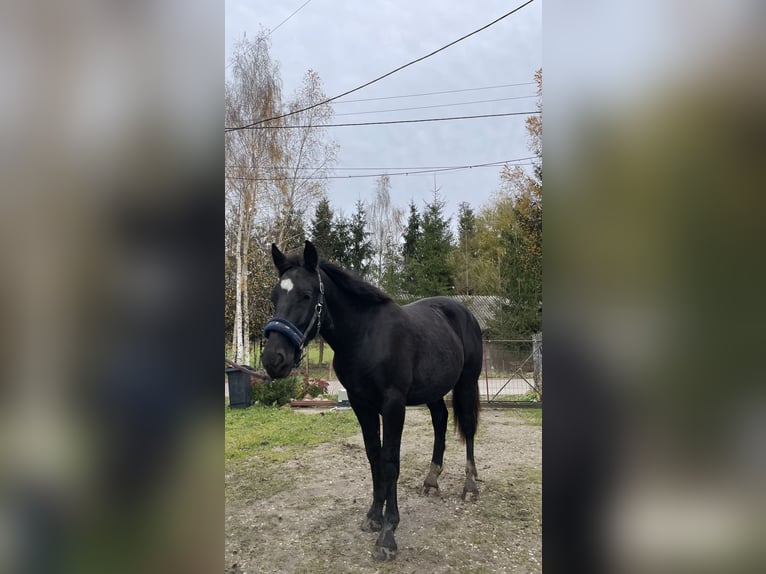 Plus de poneys/petits chevaux Croisé Étalon 1 Année 155 cm Noir in Jeziorany