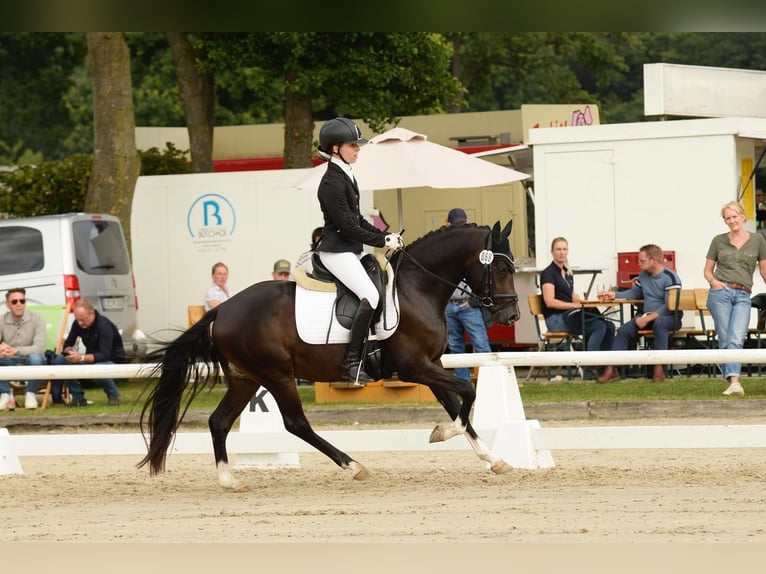 Plus de poneys/petits chevaux Étalon 3 Ans 142 cm Bai brun in M&#xFC;nster