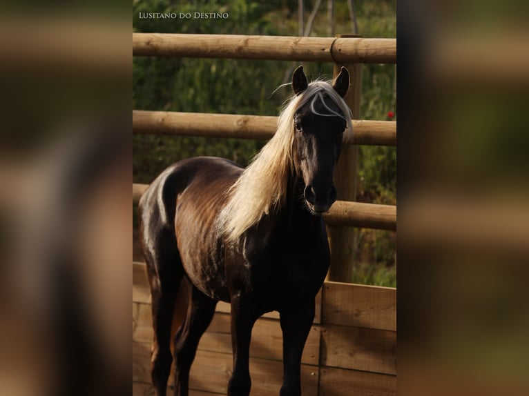 Plus de poneys/petits chevaux Étalon 3 Ans 147 cm Palomino in Générac