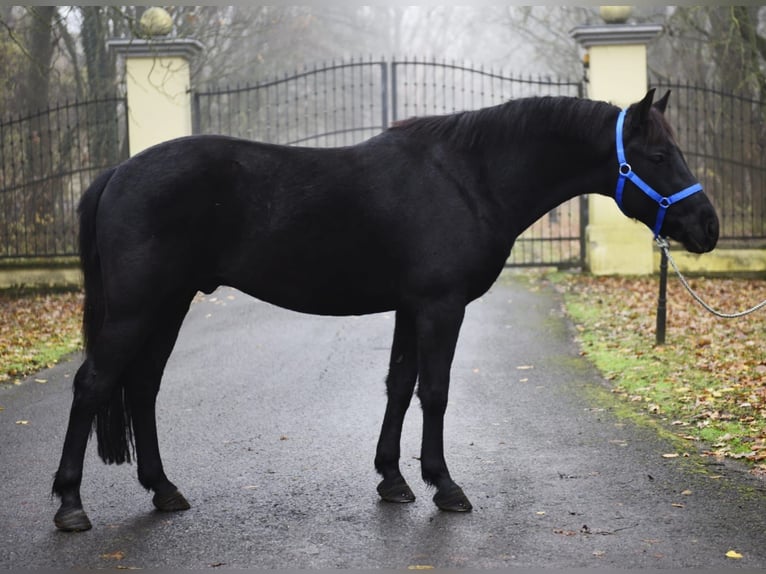 Plus de poneys/petits chevaux Étalon 6 Ans 149 cm Noir in Debrecen