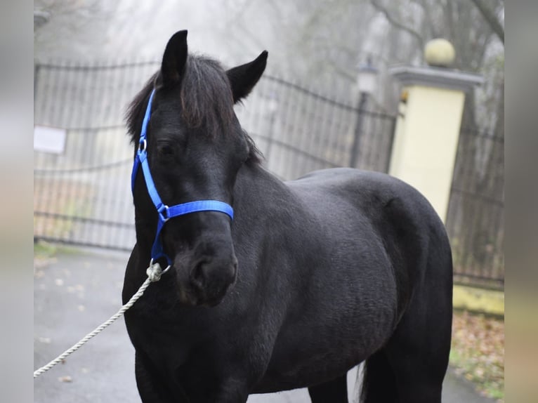 Plus de poneys/petits chevaux Étalon 6 Ans 149 cm Noir in Debrecen