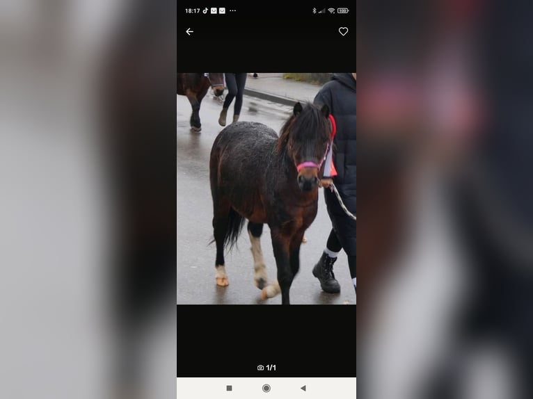 Plus de poneys/petits chevaux Étalon 7 Ans 100 cm Bai in Eppishausen